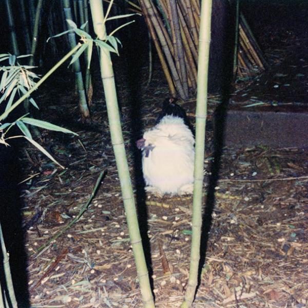 Casa Jardín Bambú 3